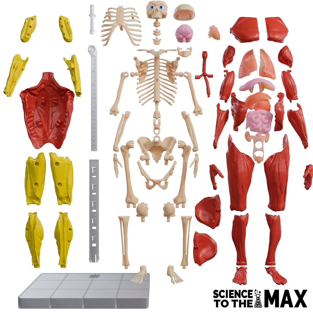Human Body キット　英語 Interactive 3D Human Body Puzzle Model STEM Toy for Kids 8