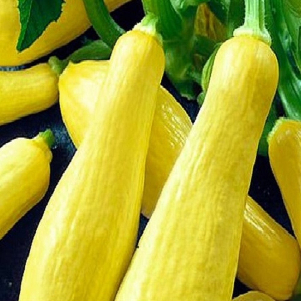 Straightneck Squash Seeds | NON-GMO Squash Seeds | Fresh Heirloom Garden Seeds