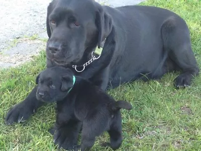 Cute Puppies Black