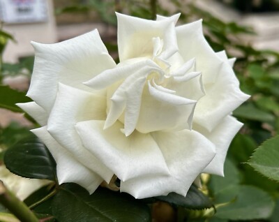 Rosa 'Pope John Paul II', Strong Fragrance-Large White Rose - 15 Seeds -  USA | eBay