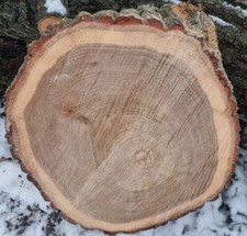 Holzscheibe Eiche 50-60cm Baumscheibe Tischplatte Dekoration 