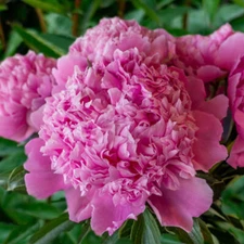 3 Mons Jules Elie Double Peony Live Perennial Rose Pink Flower Root Bulb Plant  