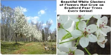 Bradford Pear Beautiful White  Flowering Ornamental Tree 25 + Seeds USA Seller