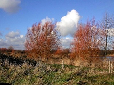 Foto 6x4 Golden Willows at Nook Beach, Rye Harbour The golden willow (Sa c2001