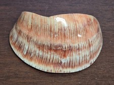 Spiny Oyster Red Coral Grade AA Polished Shells Lapidary Cabochon Jewelry Making