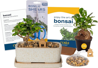 Bonsai Tree Kit, DIY Live Bonsai Tree Includes Tools, Potting Soil Mix, Plant Po