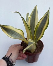 Sansevieria moonshine splash Houseplant Pot 12 Cm Rare Plant