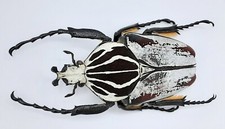 Goliathus goliatus variation, male, A2, 78mm, Cameroon, #GC55