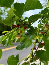 White Mulberry ( Morus Alba ) Tree Seeds