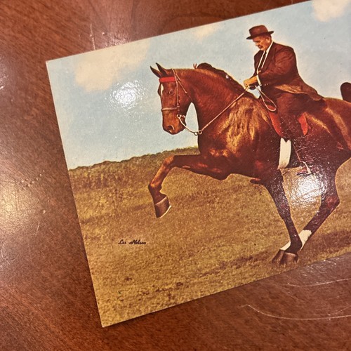Vintage "B Major Wilson" Tennessee Walking Horse World Champion Postcard - Photo 9/9