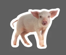 Baby Pig Sticker Realistic Animal Farm Gift Waterproof NEW
