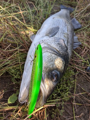 Señuelos de pesca DUO TIDE MINNOW SPRAT 140SF 140mm 24.5gr - Imagen 3 de 17