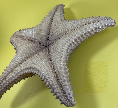 LARGE 13” REAL DRIED STARFISH SHELL OCEAN SEA STAR FISH NAUTICAL BEACH DECOR - Picture 12 of 13