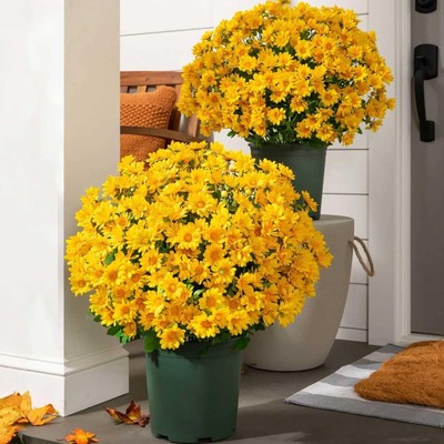 Funsdecor Artificial Sunset Mums – Set Of 5 UV Resistant Bunches, Waterproof Fake Flowers For Outdoor Fall Decor