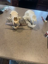 BEAR SKULL! (WHITE OR BONE)