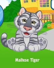 Webkinz Classic Maltese Tiger Adoption Code Only Messaged!