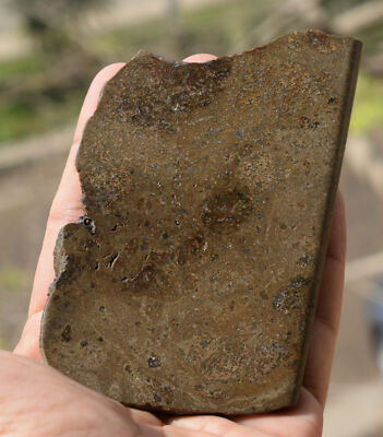 Vesta Howardite NWA Meteorite - 4,7'' HED Achondrite Asteroid Slice, 255g