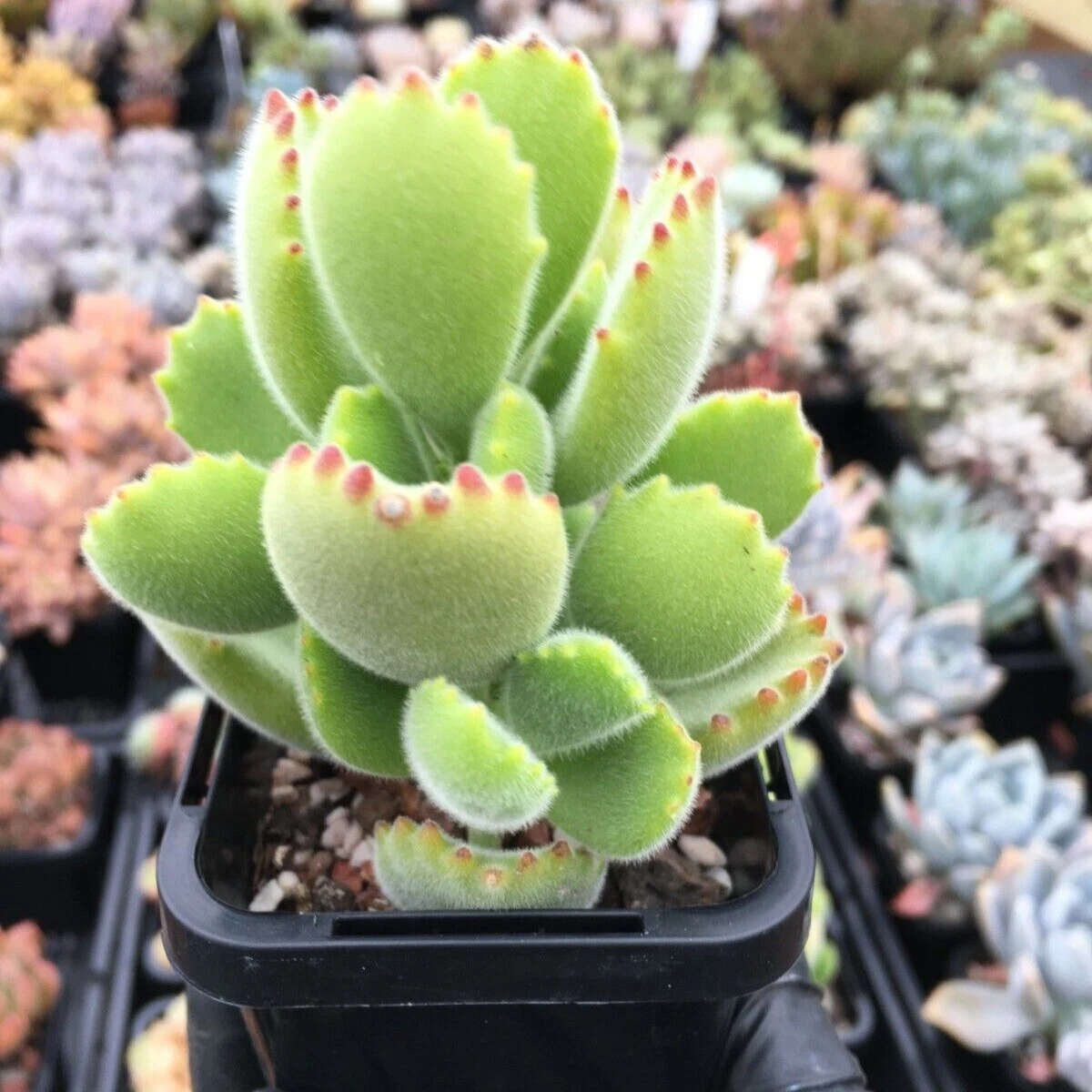 Picture 4 of 8