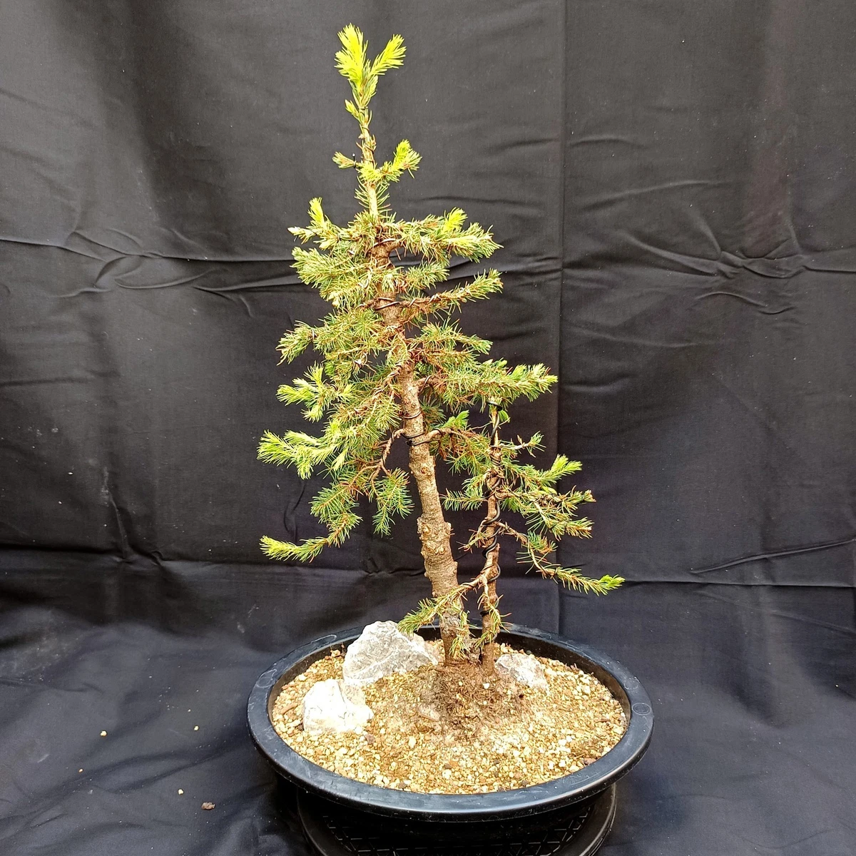Bonsai Winterhart in Bume online kaufen | eBay.de