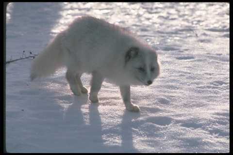 109077 Arctic Fox on Snow hintergrundbeleuchtet A4 Fotodruck - Bild 1 von 1