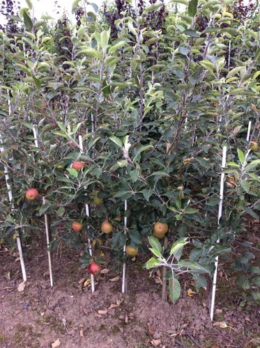 English grown APPLE TREES bare root 4ft November delivery - Picture 14 of 60