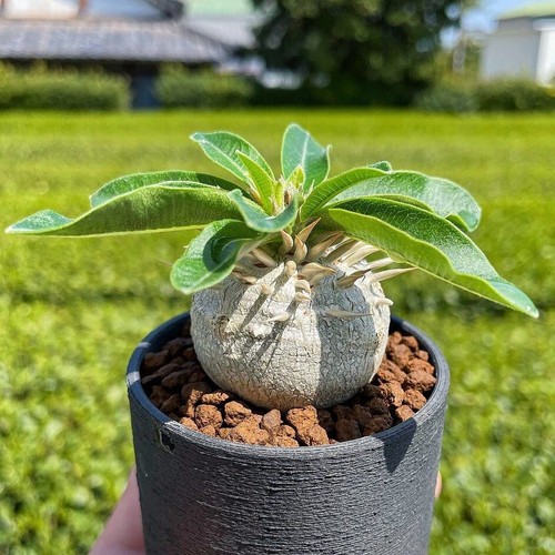 1,5-2 cm 1 pz Pachypodium Densiflorum X Brevicaule bellissimo giardino raro dal vivo - Foto 1 di 9