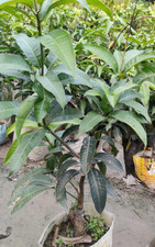 1 Miyazaki Mango Graft-ed Live 28 inch for Planting Garden Next year Fruit