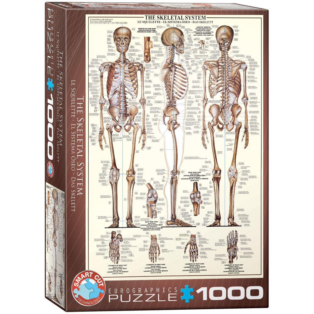 The Skeletal System 0628136639705