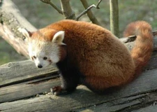 RED PANDA GLOSSY POSTER PICTURE PHOTO PRINT lesser bear cat china cute 4916