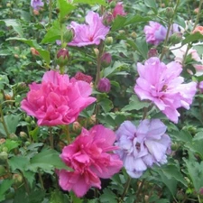 MIXED ROSE OF SHARON HIBISCUS ALTHEA LIVE 3 PLANTS  VARIOUS COLORS 2.5'' in pot