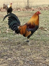 12 howMe Fowl cChets chicken hatching eggs for sale