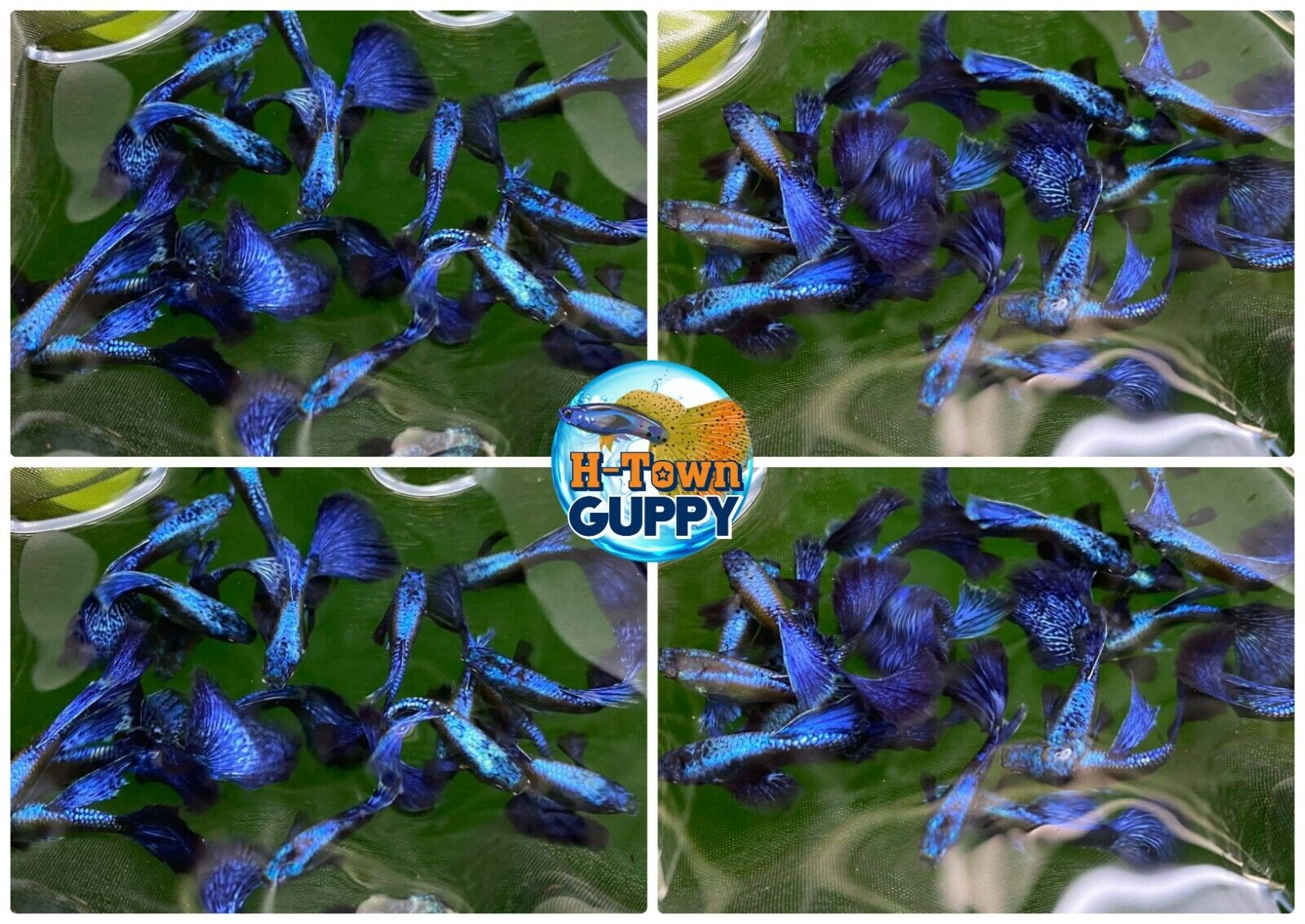 5 PAIR - Live Aquarium Guppy Fish High Quality -  Purple Dragon