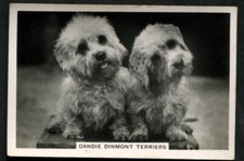 Tobacco Card, Senior Service, DOGS, DOG BREEDS, 1939,Dandie Dinmont Terriers,#28