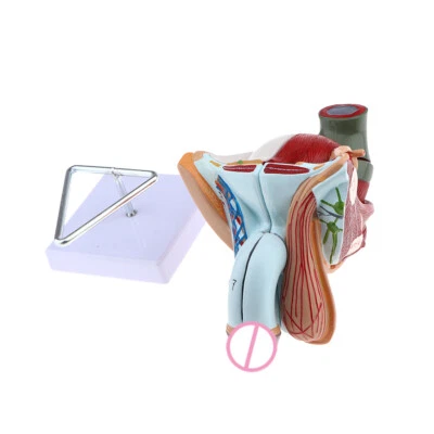 MARKENLOS 1:1 Lebensgroßes Männliche Geschlechtsorgane Anatomische Modell mit Basis