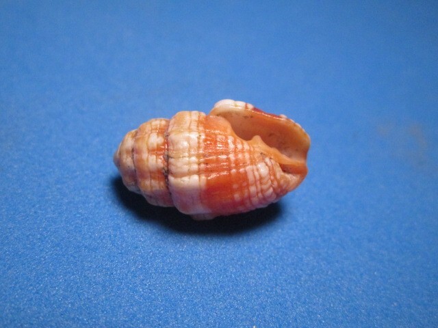 Picture 5 of 6