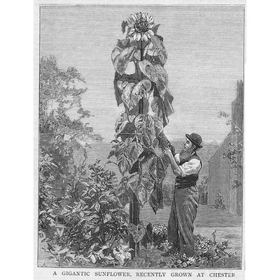 Eine gigantische Sonnenblume aus Chester - antiker Druck 1881