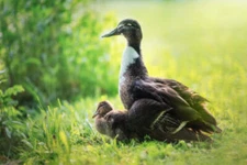 Protege by Ju Riker Fine Art Print Duck Bird Wildlife Nature Poster 11x14