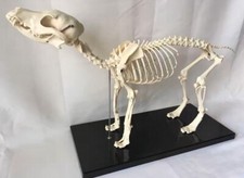 Veterinary Anatomy Dog Bone Skull Canine Skeleton Teaching Model With Display