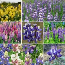 Lupine LOOPY MIX Fall Planting Hummingbirds Annual Perennial Non-GMO 100 Seeds