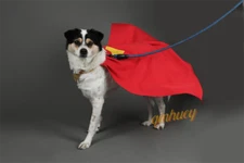 Superman Superdog Cape Krypto Cosplay Cloak Dog Pet clothing