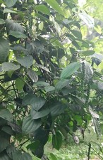High quality BLACK PEPPER, 100 Organic Peppercorns, Pimienta negra