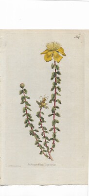 Hypericum BalearenJohanniskraut Botanical Magazine Curtis kol. Kupferstich 1791