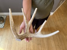 Huge COLOSSAL CHEWS Whole Deer Antler Dog Chew SALE 1 GRADE Massive Super Jumbo