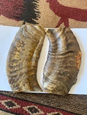 MERINO RAM HORN KNIFE HANDLE MATERIAL  LG BLANK SCALES 5” x 2 1/4”x 1/4” (M415K)