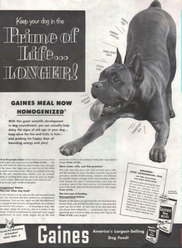 1952 Gaines DRUCK AD Hundefutter Kunststück: Verspielter Boxer oder American Pitbull Terrier - Bild 1 von 1