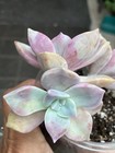 Echeveria Succulent Pink/Green/Purple Rosette Potted Plant #579 — photo 9
