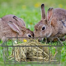Rabbit Feeder Metal Guinea Pig Rack for Guinea Pig Organizer