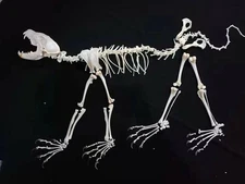 A complete set of unassembled real mink skeletons, real animal bones, Taxidermy