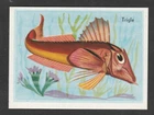 Fish - French Trade Trading card circa 1962 - Trigle