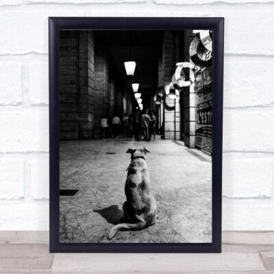 The Wait Street Hund Haustier Menschen schauen schauen schauen beobachten Rom Wandkunstdruck